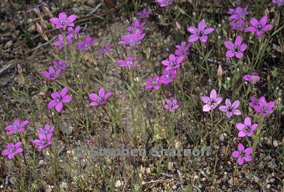 navarretia leptalea ssp leptalea 6 graphic